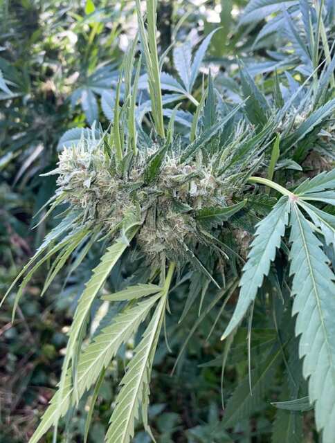OG Kush fast(Goodmaster)
