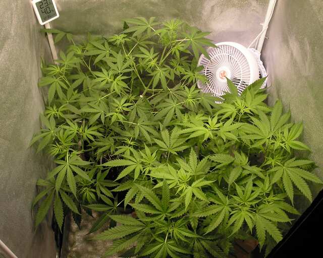 AK20_fv_49days.JPG