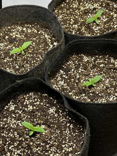 Sweet seeds+speed auto