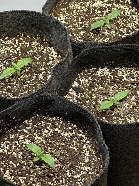 Sweet seeds +speed autox4
