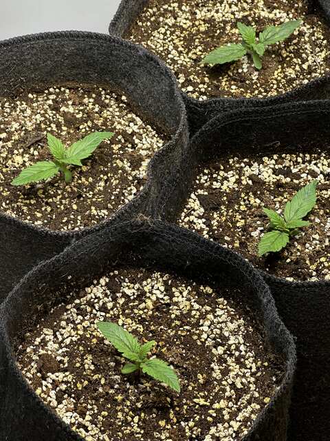 Sweet seeds +speed x4