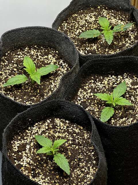 Sweet seeds+speed auto