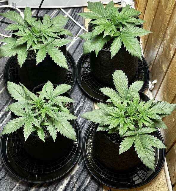 Sweet seeds