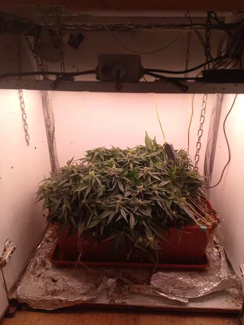 Shkiper Kush Auto Fem 56-ДВК