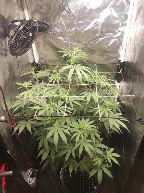 32ДВК Auto Lemon kix 🍋