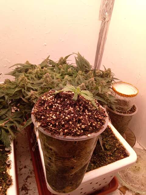 Miracle Fritter Foto Fem 8 ДВК