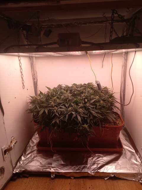 Shkiper Kush Auto Fem 60 ДВК