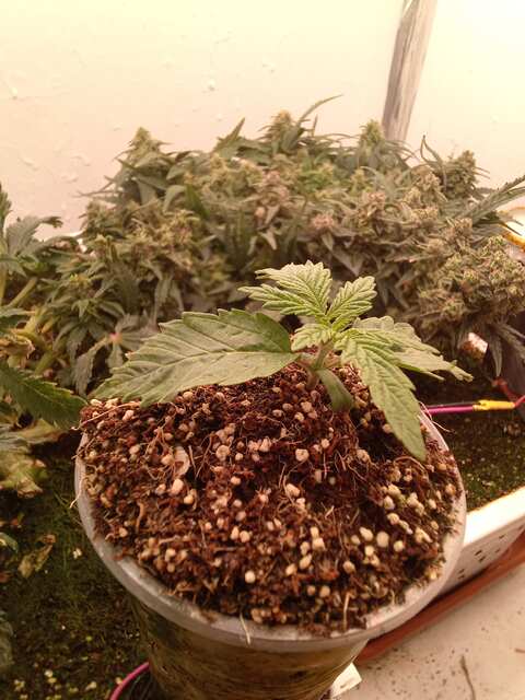 Miracle Fritter Foto Fem 11 ДВК