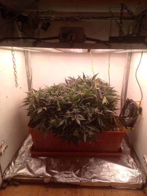 Shkiper Kush Auto 64 ДВК