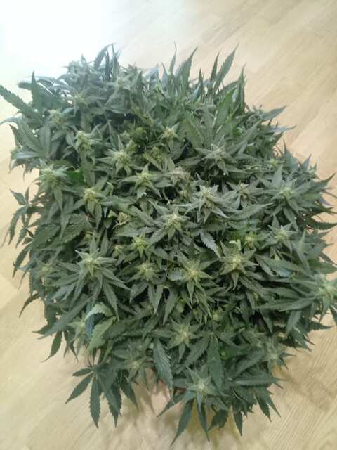 Shkiper Kush Auto 69 ДВК