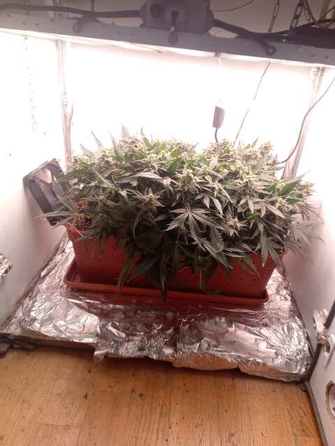 Shkiper Kush Auto 69 ДВК