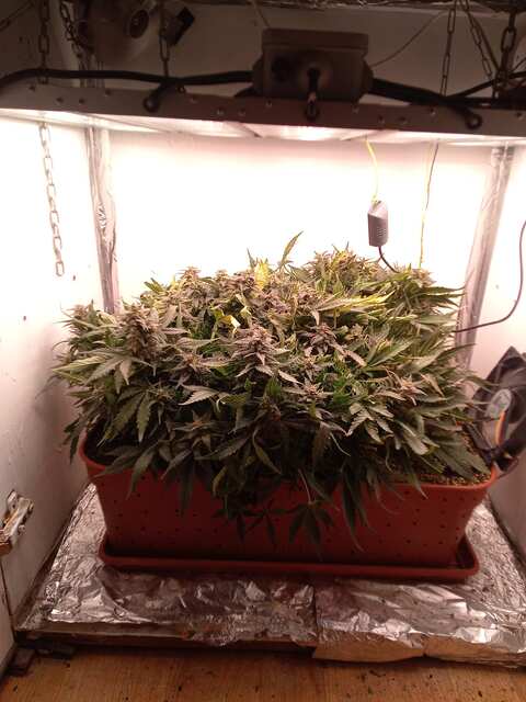 Shkiper Kush Auto 75 ДВК