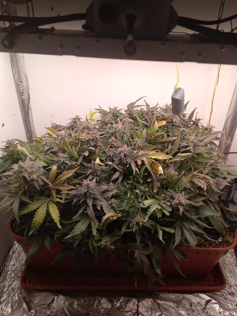 Shkiper Kush Auto 79 ДВК