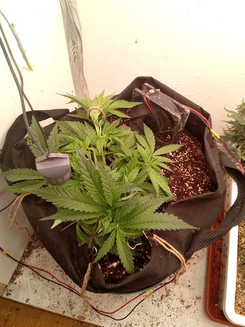 Miracle Fritter Foto Fem 30 ДВК