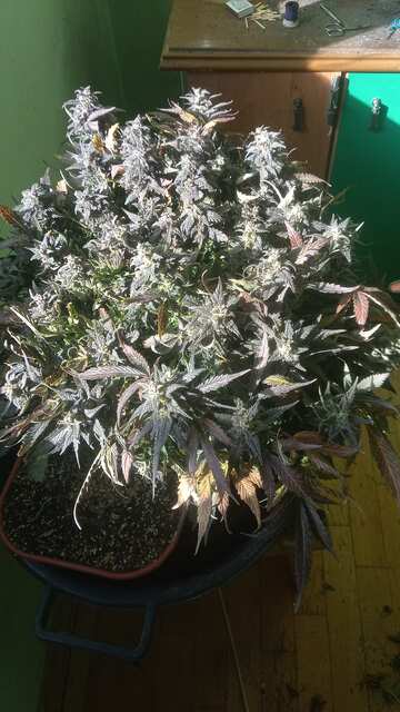 Shkiper Kush Auto 87 ДВК