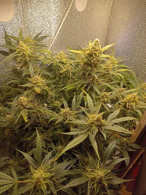 Shkiper Kush Auto. Тест для бро kostia.