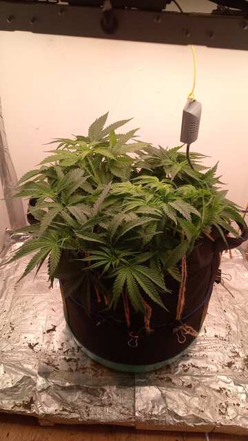 Miracle Fritter Fem 45 ДВК