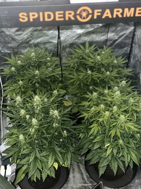 Sweet seeds +speed auto x 4