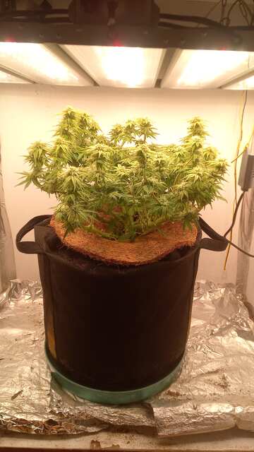 Lemon Fritter Foto Fem& Miracle Fritter Foto Fem