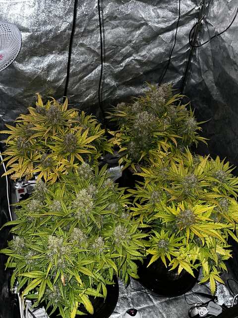 Day 66 speed auto