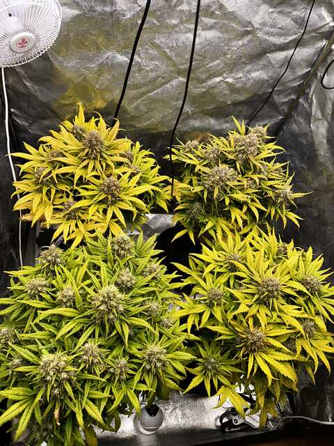 Day 66 speed auto