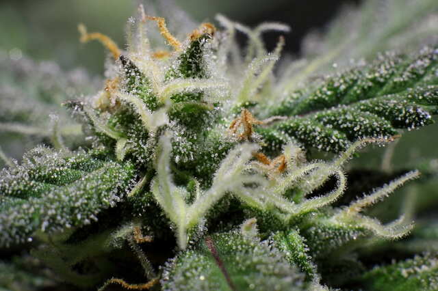 Jack Herer Auto Macro.jpg