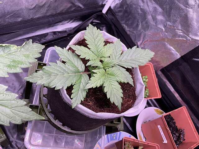 Mudro Seeds Auto Extreme ДВК 17