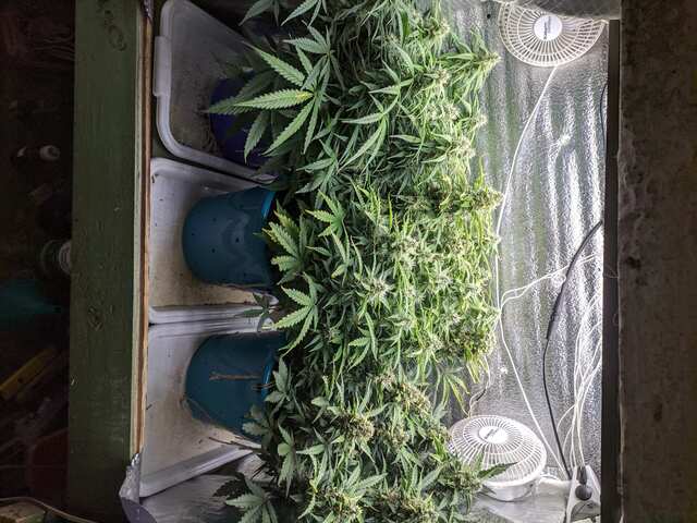 Smart Ryder, diesel, diesel auto