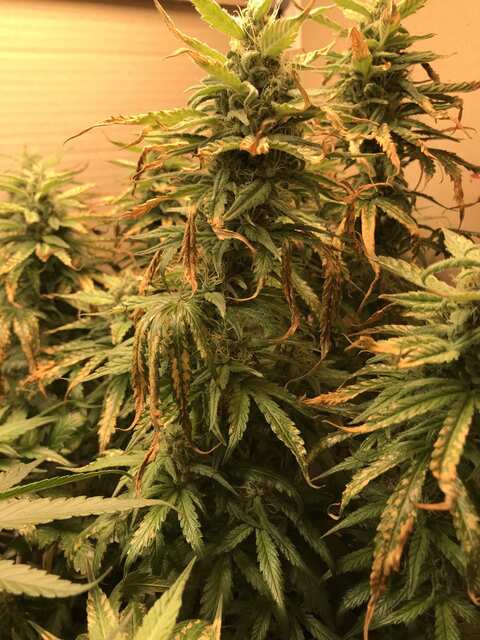 Pineapple Express. Barneys Farm