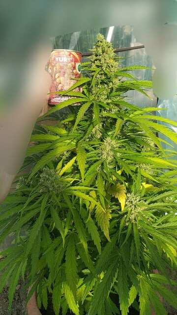 Big Grapes auto fem BMS