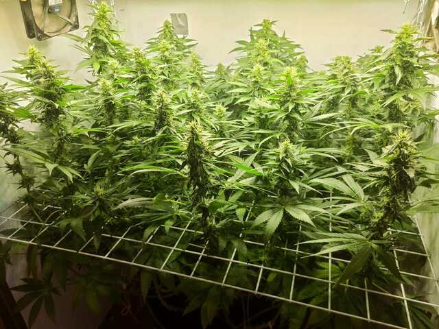 Shkiper kush fem