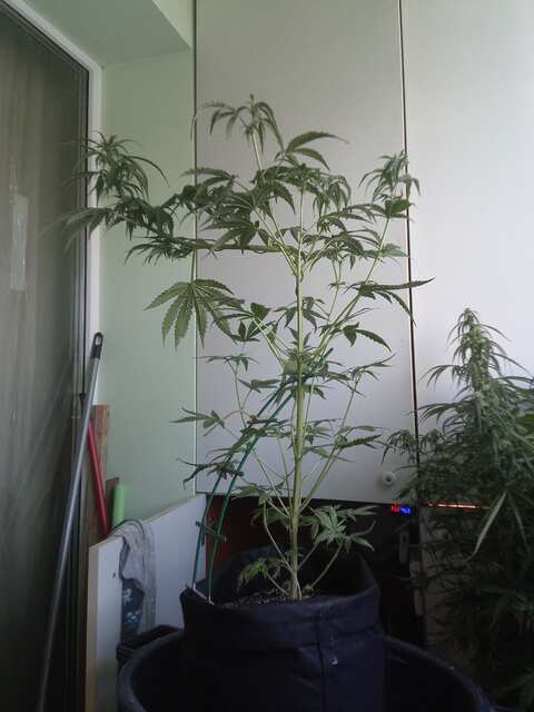 White Widow XXL by POSTAL 40 ДВК