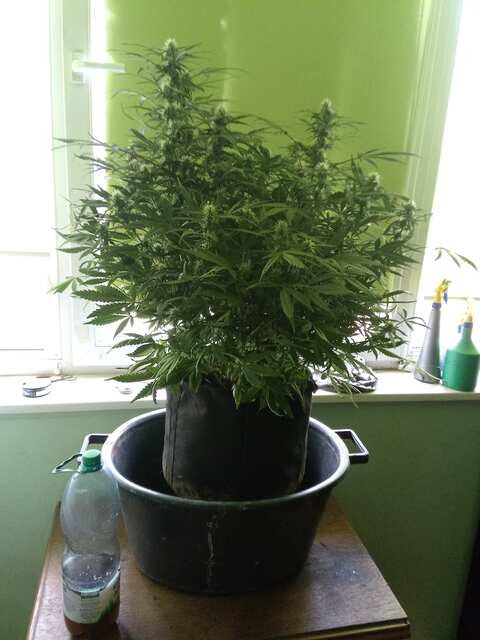 Afgan Kush Auto 49 ДВК