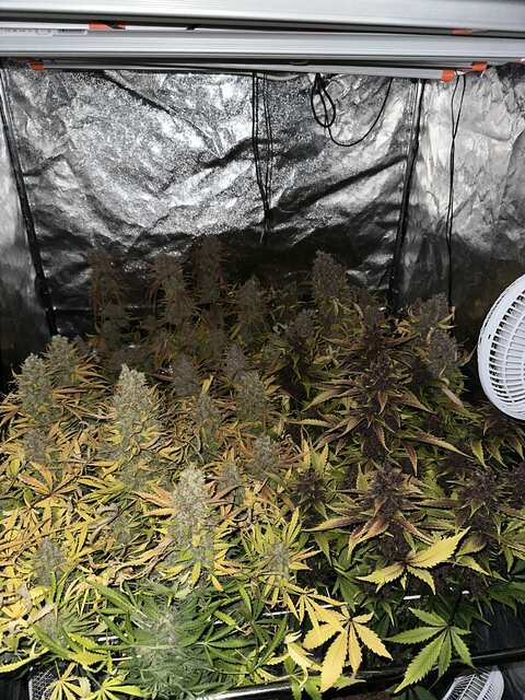 Day 80 harvest.