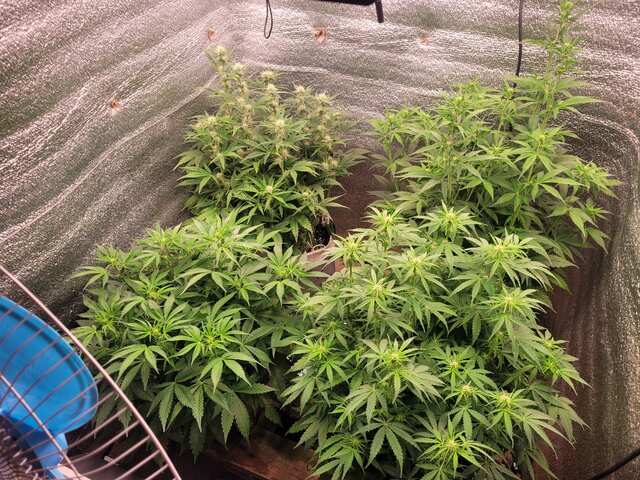 auto GMO Barney's Farm