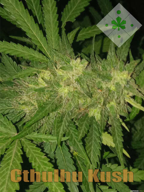 Cthulhu Kush (N) 47 Outdoor.