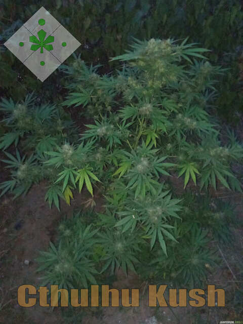 Cthulhu Kush (N) 47 Outdoor.