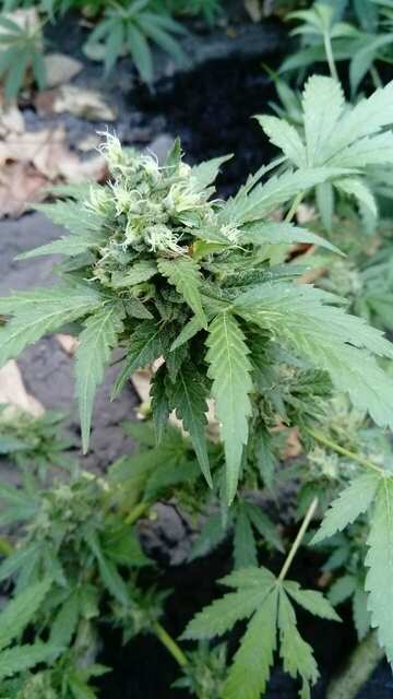 Auto Daiquiri Lime