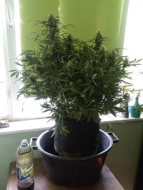 Afgan Kush Auto 64 ДВК