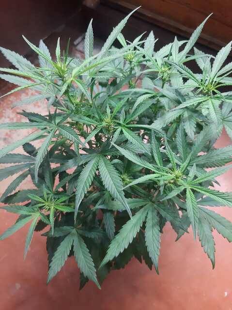 Blueberry auto