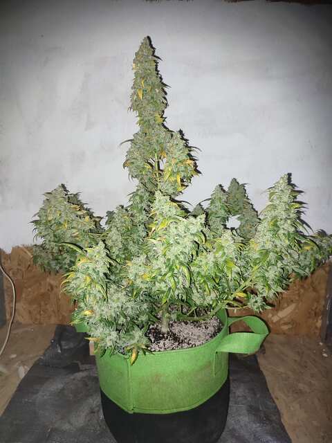 Orange Bud auto от Датчей.