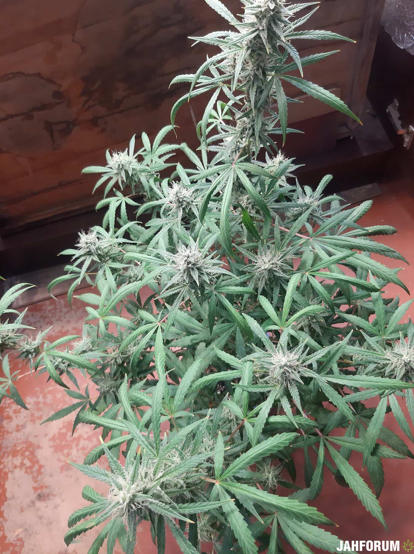 Blueberry auto