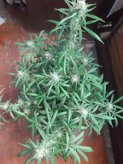 Blueberry auto