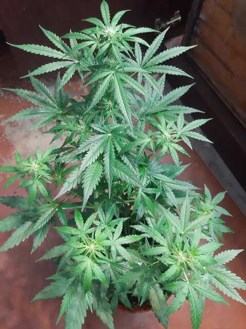 Sugar black rose auto