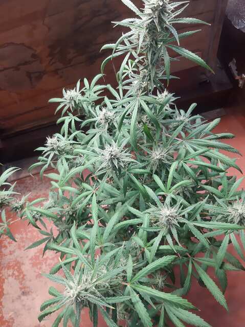 Blueberry auto