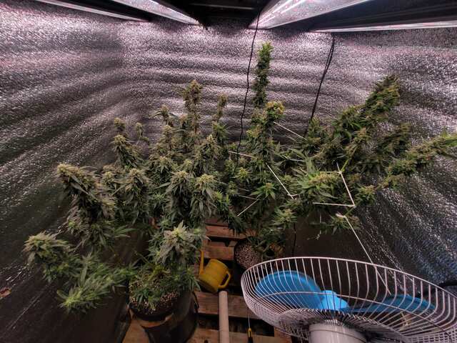 auto GMO Barney's Farm