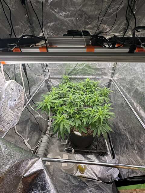 Pure instinto-instanity og vega day-28