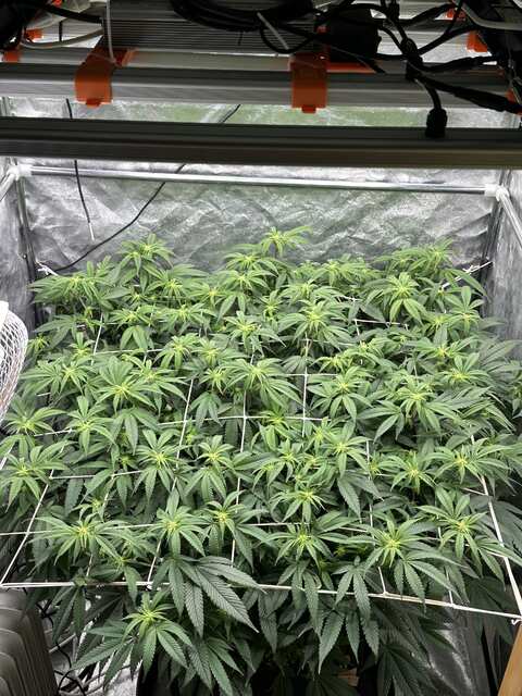 Instanity og day 10 12/12