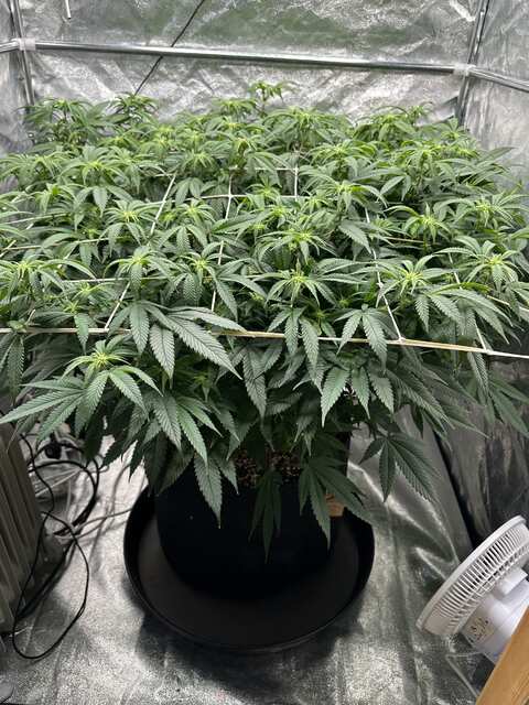 Instanity og day 10 12/12