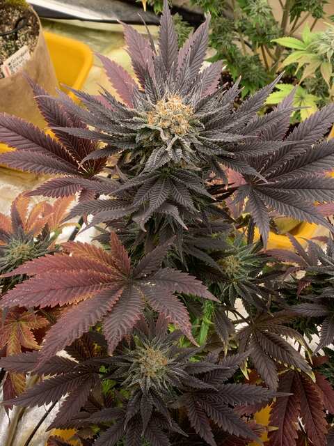 AK47 Ultra genetics